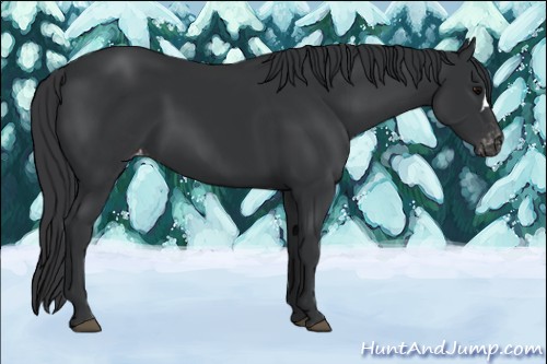 Horse Color:Black Appaloosa