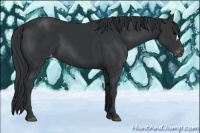 Horse Color:Black Appaloosa