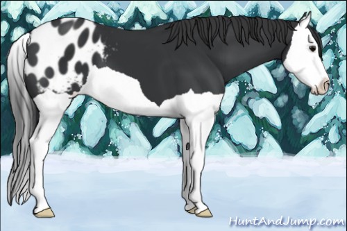 Horse Color:Black Splash Appaloosa 