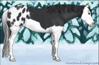 Horse Color:Black Splash Appaloosa 