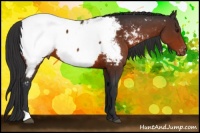 Horse Color:Brown Appaloosa