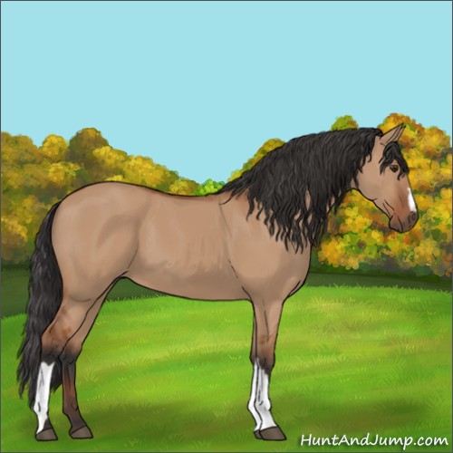 Horse Color:Bay Dun 