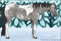 Horse Color:Grullo Ice Sabino Tobiano