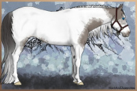 Horse Color:Grullo Tobiano Frame Appaloosa 