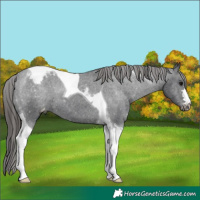 Horse Color:Black Tobiano Varnish 
