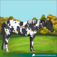Horse Color:White Spotted Black 