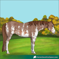 Horse Color:Chestnut Sabino