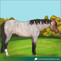 Horse Color:Bay Roan