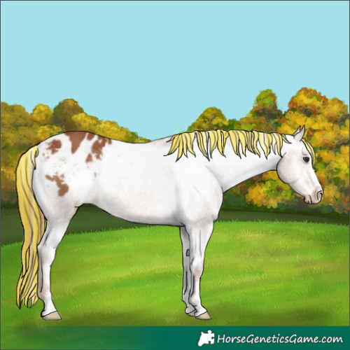 Horse Color:Painted Chestnut Appaloosa