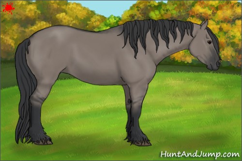 Horse Color:Grullo