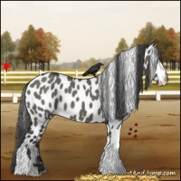 Horse Color:Grullo Appaloosa 