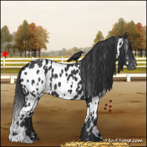 Horse Color:White Spotted Black Near Leopard 