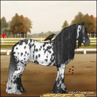 Horse Color:White Spotted Black Near Leopard 