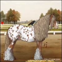 Horse Color:Chestnut Near Leopard