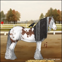 Horse Color:White Spotted Bay Splash Appaloosa