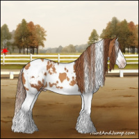 Horse Color:Gray White Spotted Gold Champagne Splash Appaloosa