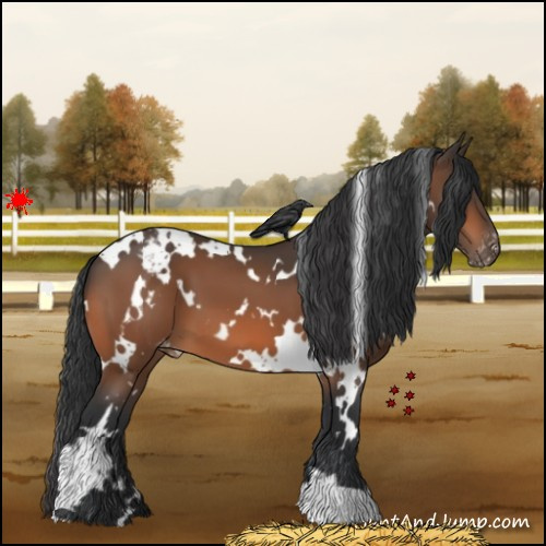 Horse Color:White Spotted Brown Appaloosa