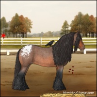 Horse Color:Bay Roan Appaloosa