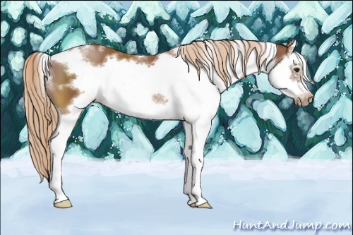 Horse Color:White Spotted Chestnut Splash Frame 