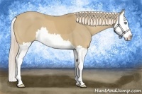 Horse Color:Palomino Splash