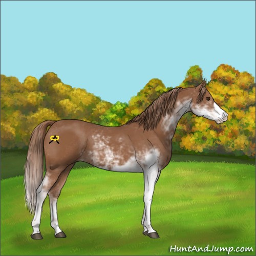 Horse Color:Chestnut Sabino 