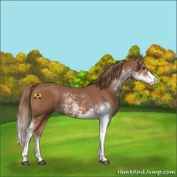 Horse Color:Chestnut Sabino 