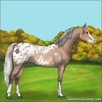 Horse Color:Silver Brown Roan Dun Splash Appaloosa 