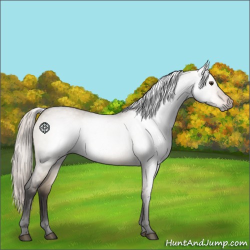 Horse Color:Gray Silver Brown Roan Dun Appaloosa 