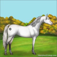 Horse Color:Gray Silver Brown Roan Dun Appaloosa 