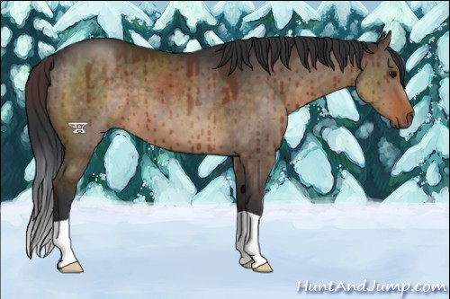 Horse Color:Brown Dun Brindle 