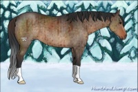 Horse Color:Brown Dun Brindle 