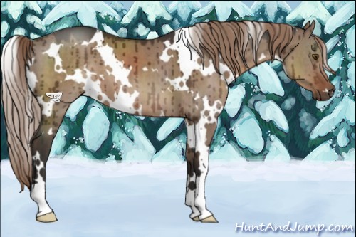 Horse Color:White Spotted Liver Red Dun Brindle 