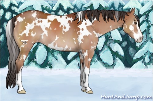 Horse Color:White Spotted Brown Sabino Appaloosa