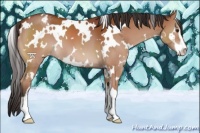 Horse Color:White Spotted Brown Sabino Varnish 