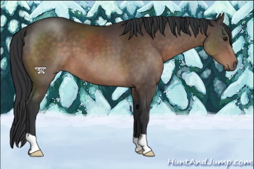 Horse Color:Brown 