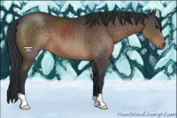 Horse Color:Brown 