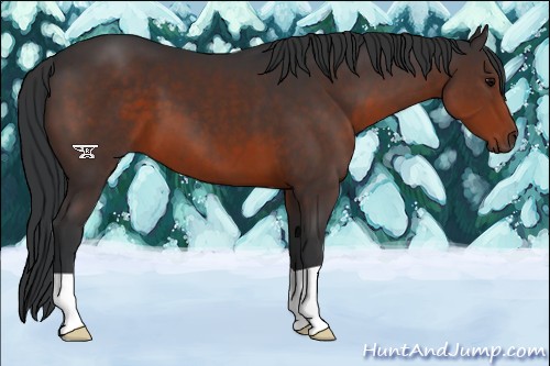 Horse Color:Brown 