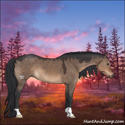 Horse Color:Brown Dun 