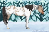 Horse Color:White Spotted Brown Dun Near Leopard 