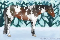 Horse Color:White Spotted Brown Appaloosa 