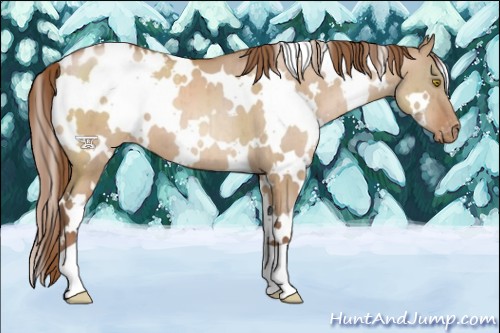 Horse Color:White Spotted Bay Pearl Dun Appaloosa Brindle