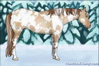 Horse Color:White Spotted Bay Pearl Dun Appaloosa Brindle 