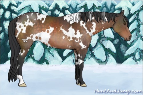 Horse Color:White Spotted Brown 
