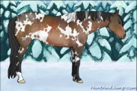 Horse Color:White Spotted Brown 