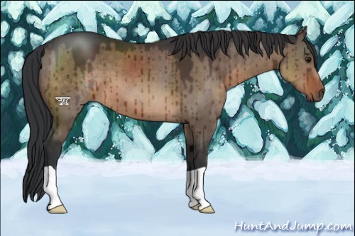 Horse Color:Brown Dun Brindle 
