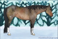 Horse Color:Brown Dun Brindle