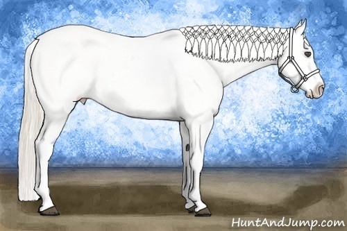 Horse Color:Palomino Ice Tobiano Near Leopard Rabicano