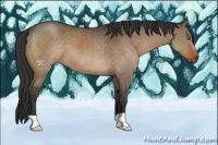 Horse Color:Brown Dun 