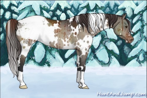Horse Color:White Spotted Brown Dun Appaloosa Brindle 