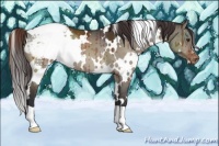 Horse Color:White Spotted Brown Dun Appaloosa Brindle 